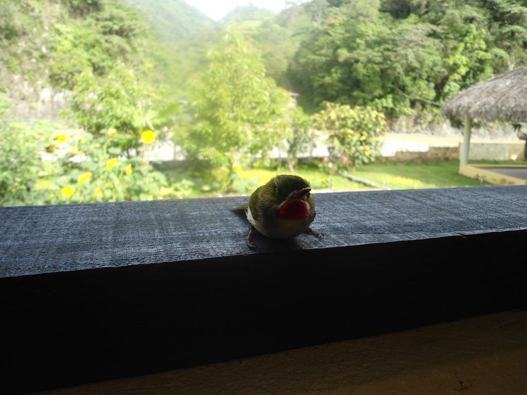 Conrado'S Guesthouse B&B Las Avispas Exterior photo